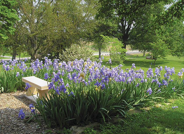 A favorite prayer spot: the iris garden of the Ursuline Sisters of Mount Saint Joseph.