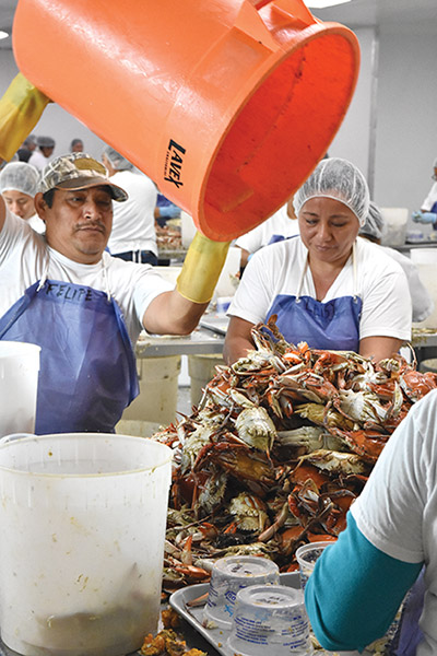 Workers in a crab processing plant