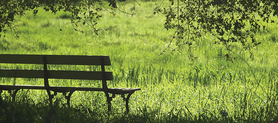 A bench in a beautiful natural setting